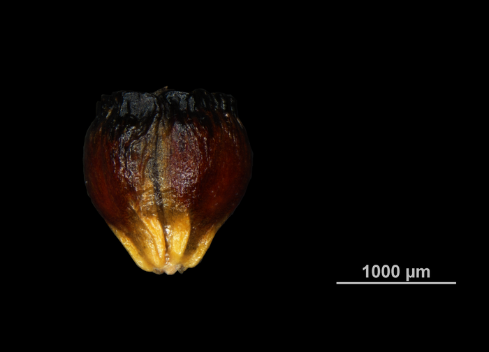 Nutlet of Oreobolus obtusangulus US02234148 Colombia