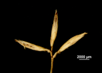 Spikelets of Rhynchospora ayangannensis US00777275 Venezuela