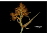 Inflorescence of Rhynchospora distichophylla US02258488 Brazil