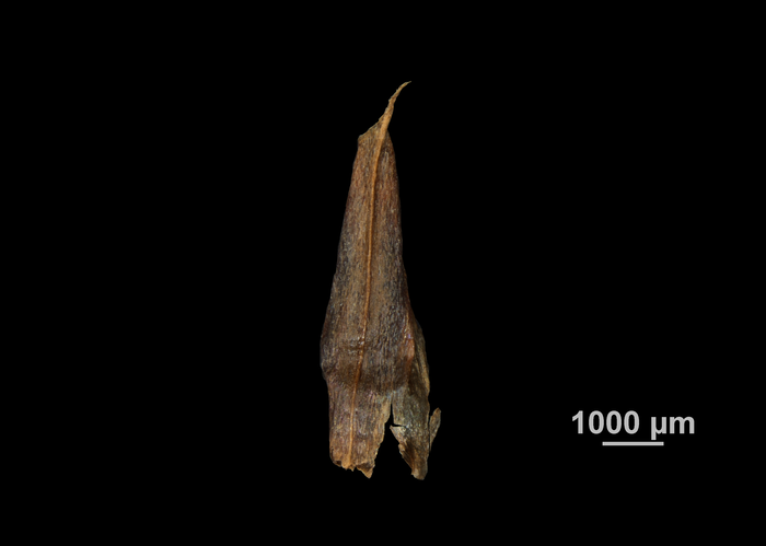 Glume of Rhynchospora guaramacalensis US00755343 Venezuela