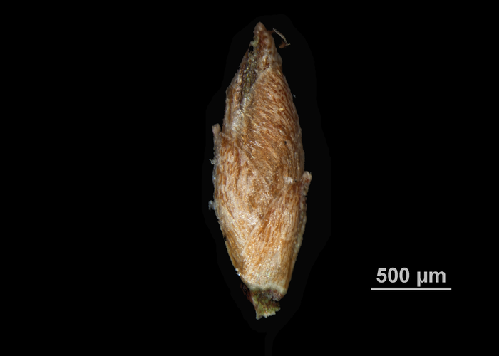 Spikelet of Rhynchospora pruinosa US00965891 Cuba