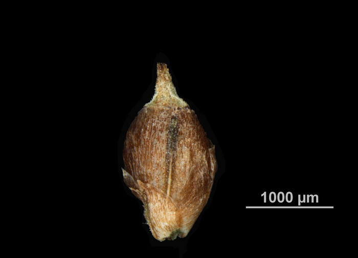 Nutlet of Rhynchospora pruinosa US00965891 Cuba