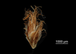 Spikelet of Scirpoides burkei US02076382 South Africa