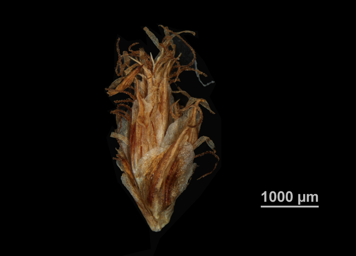 Spikelet of Scirpoides burkei US02076382 South Africa