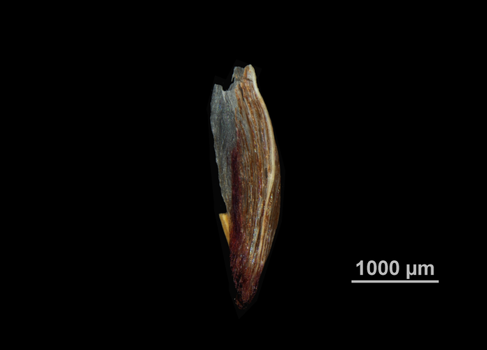 Glume of Scleria acanthocarpa US02238433 Brazil