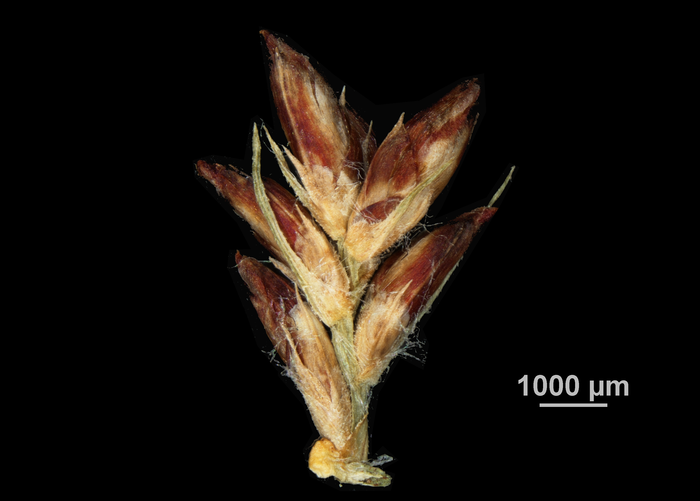Inflorescence of Scleria acanthocarpa US02238433 Brazil