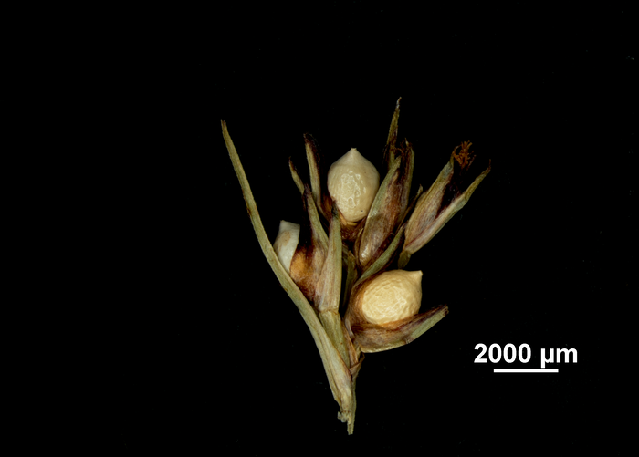 Inflorescence of Scleria anceps US02237770 Honduras