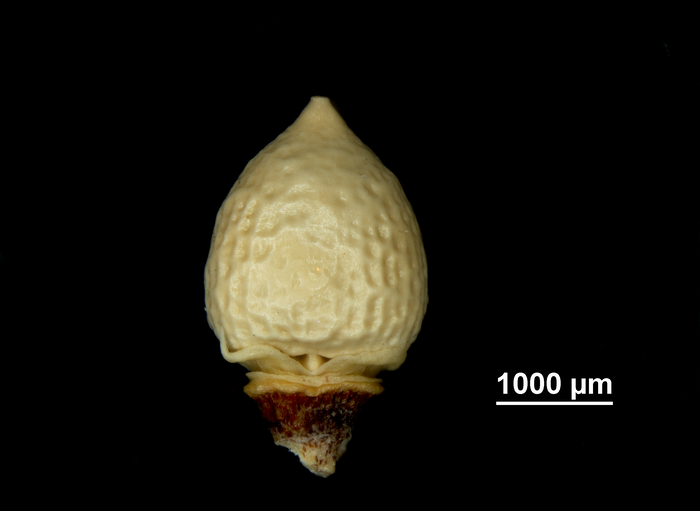 Inflorescence of Scleria anceps US02237770 Honduras