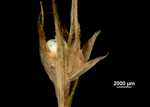 Spikelet of Scleria balansae US01921543 Paraguay