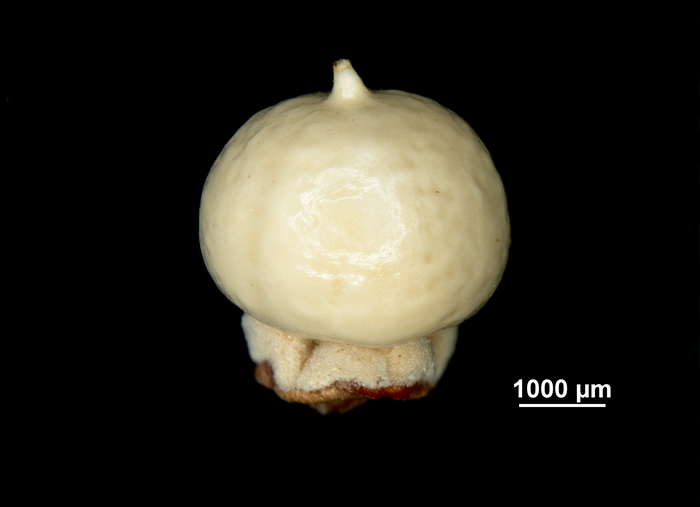 Nutlet of Scleria balansae US01921543 Paraguay