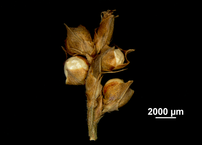 Inflorescence of Scleria chlorantha US00962778 Cuba