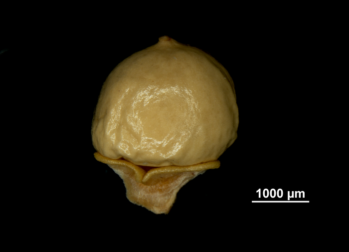 Nutlet of Scleria chlorantha US00962778 Cuba