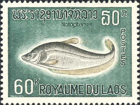 Notopterus notopterus Notopterus notopterus