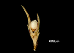 Spikelet of Scleria martii US02098587 Peru