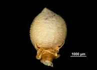 Nutlet of Scleria martii US02098587 Peru