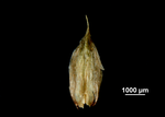 Glume of Scleria mikawana US02099469 Japan