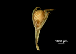 Spikelet of Scleria mikawana US02099469 Japan