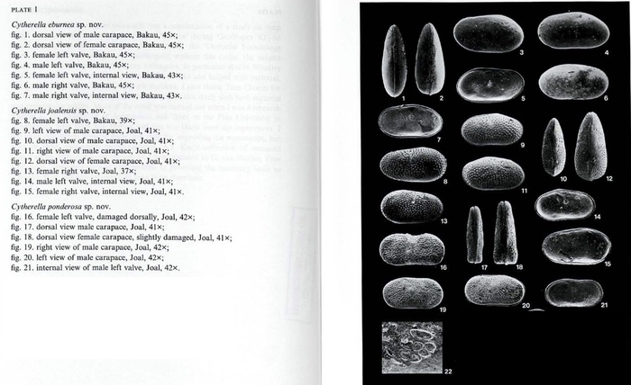 Photos from Cytherella eburnea Witte, 1993, Cytherella joalensis Witte, 1993 and Cytherella ponderosa Witte, 1993 from the original description