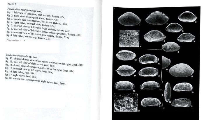 Photos from Paranesidea multiforma Witte, 1993 and Triebelina intermedia Witte, 1993 from the original description