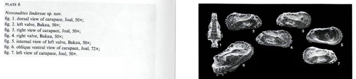 Photos from Neocaudites lindersae Witte, 1993 from the original description