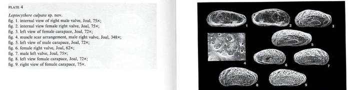 Photos from Leptocythere culpata Witte, 1993 from the original description