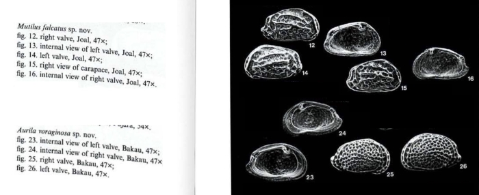 Photos from Mutilus falcatus Witte, 1993 and Aurila voraginosa Witte, 1993from the original description
