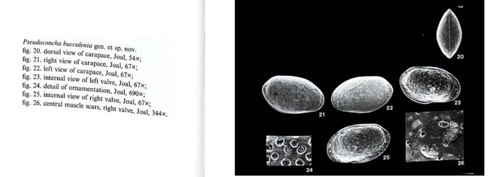 Photos from Pseudoconcha bucculenta Witte, 1993 from the original description
