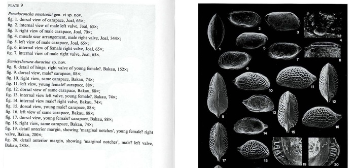 Photos from Pseudoconcha omatsolai Witte, 1993 and Semicytherura duracina Witte, 1993 from the original description