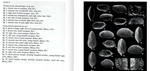 Photos from Pseudoconcha omatsolai Witte, 1993 and Semicytherura duracina Witte, 1993 from the original description