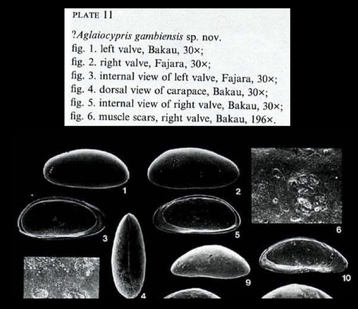 Photos from Aglaiocypris gambiensis Witte, 1993 from the original description