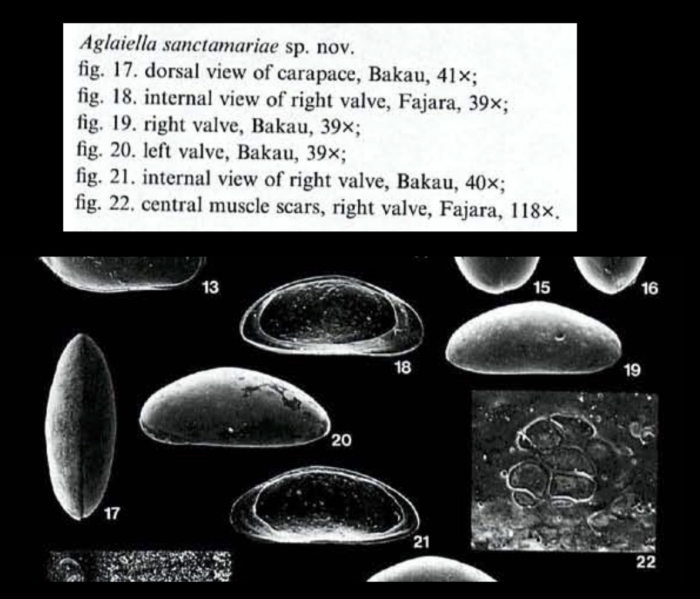 Photos from Aglaiella sangtamariae Witte, 1993 from the original description