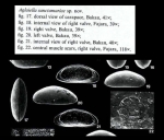 Photos from Aglaiella sangtamariae Witte, 1993 from the original description