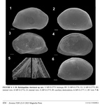 Bairdoppilata vitoriensis Luz & Coimbra, 2023 from the original description