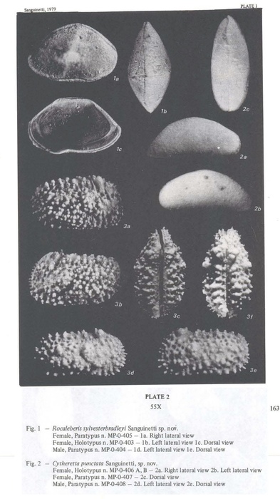 Rocaleberis sylvesterbradleyi Sanguinetti, 1979 and Cytheretta punctata Sanguinetti, 1979 from the original description