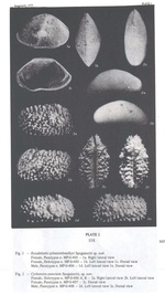 Rocaleberis sylvesterbradleyi Sanguinetti, 1979 and Cytheretta punctata Sanguinetti, 1979 from the original description