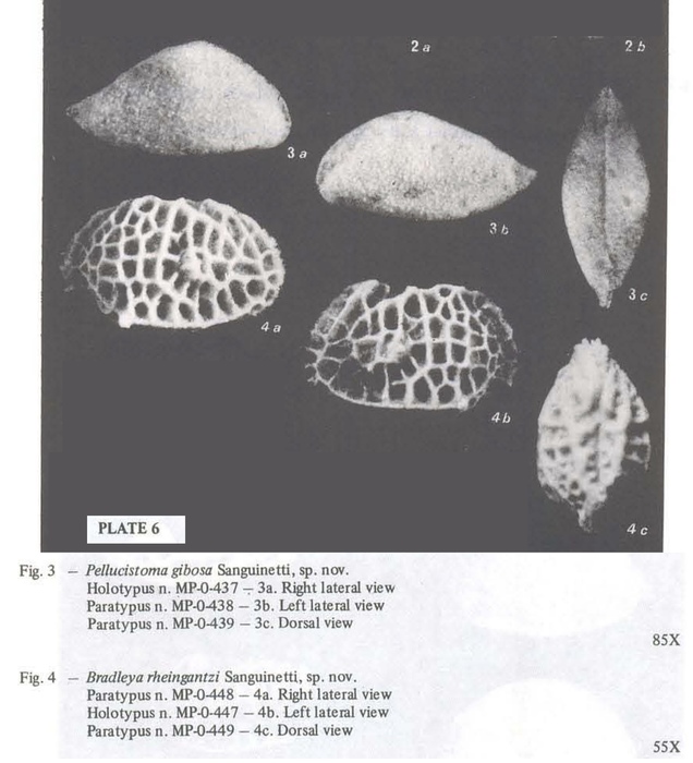 Bradleya rheingantzi Sanguinetti, 1979 and Pellucistoma gibosa Sanguinetti, 1979 from the original description