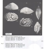 Bradleya rheingantzi Sanguinetti, 1979 and Pellucistoma gibosa Sanguinetti, 1979 from the original description