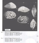 Bradleya rheingantzi Sanguinetti, 1979 and Pellucistoma gibosa Sanguinetti, 1979 from the original description