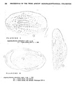 Rossi De Garcia, 1969 from the original description