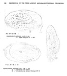  Rossi De Garcia, 1969 from the original description