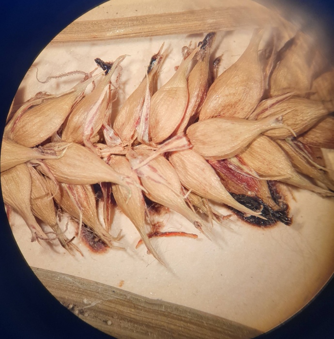 Closeup of perigynia