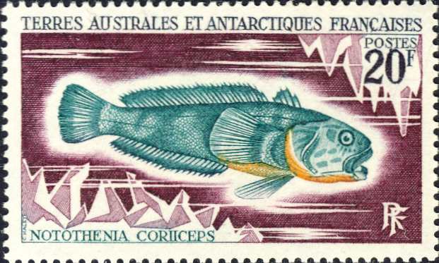 Notothenia coriiceps Notothenia coriiceps