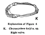 Chrysocythere keiji Jain, 1978 from the original description