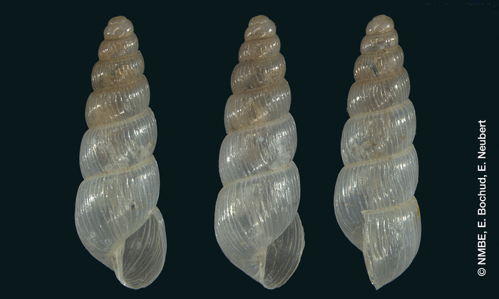 Stenogyra (Opeas) alabastrina Shuttleworth, 1854