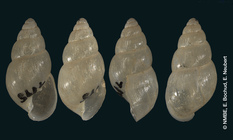 Leptinaria antillarum Shuttleworth, 1854