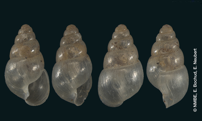 Leptinaria opalescens Shuttleworth, 1854