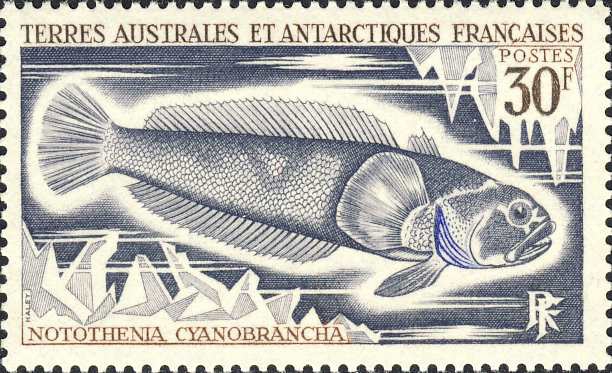 Notothenia cyanobrancha Notothenia cyanobrancha