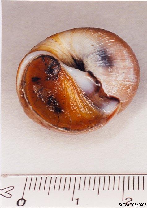 Polinices (Lunatia) catena (da Costa, 1778) Polinices (Lunatia) catena (da Costa, 1778)