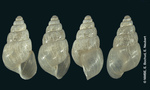 Leptinaria stylodon Shuttleworth, 1854