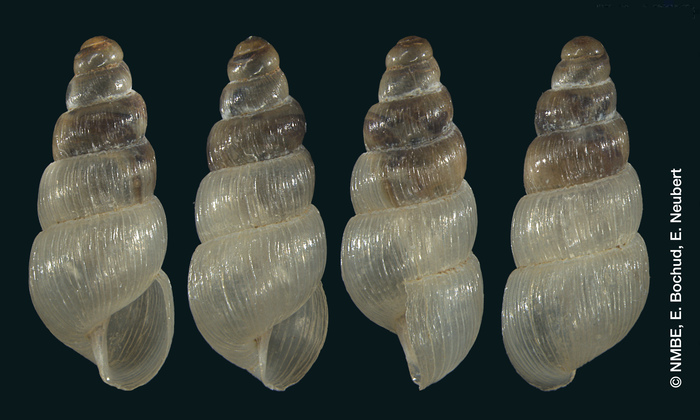 Stenogyra (Opeas) gompharium Shuttleworth, 1854